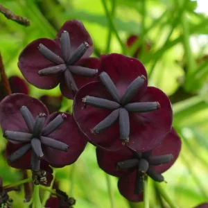 Akebia quinata Blüte, purpurviolette Blüte mit Blätter im Hintergrund