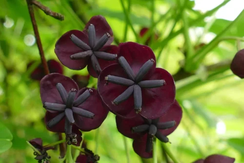Akebia quinata Blüte, purpurviolette Blüte mit Blätter im Hintergrund