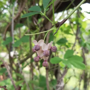 Akebia quinata alba, Blüte mit Blättern