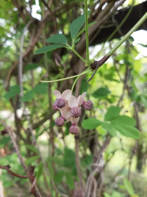Akebia quinata alba, Blüte mit Blättern