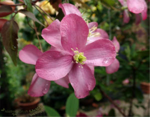 Clematis (montana freda)