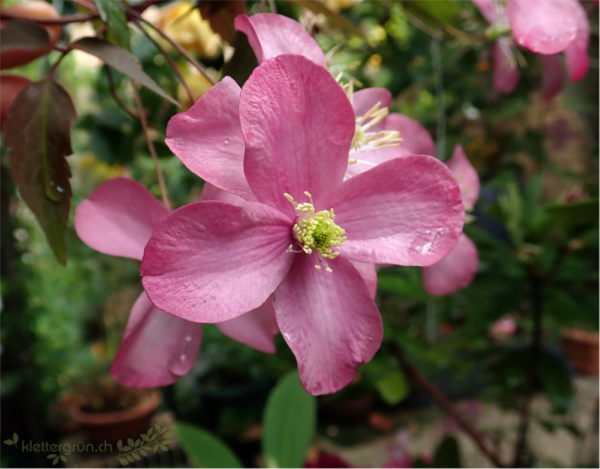 Clematis (montana freda)