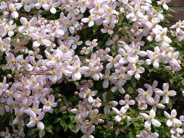 Clematis (montana var rubens) - Image 3