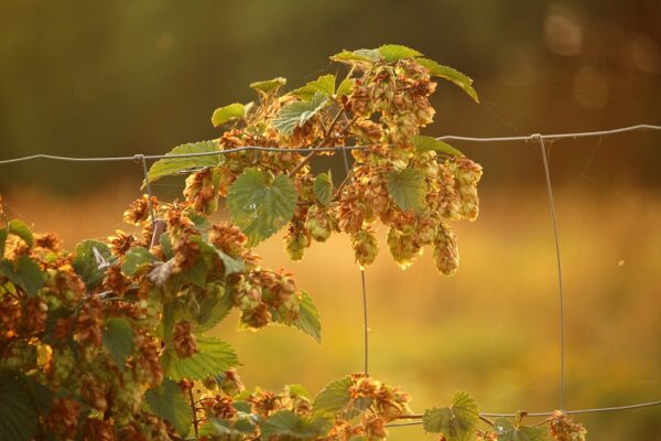 Hopfen (Humulus lupulus) - Image 4