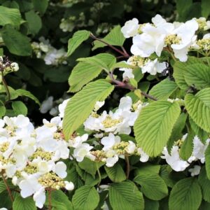 Kletterhortensie (Hydrangea anomala sub. Petiolaris)