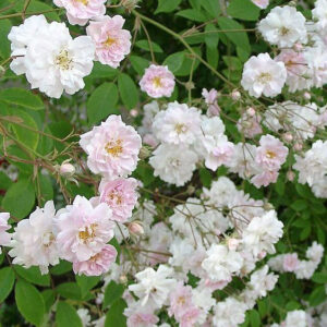 Ramblerrose Pauls Himalayan Musk