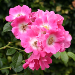 Ramblerrose Amerikan Pillar
