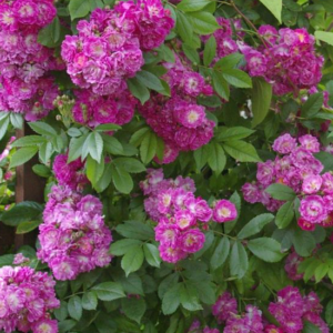 Ramblerrose Perennial Blue
