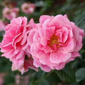 Kletterrose Camelot