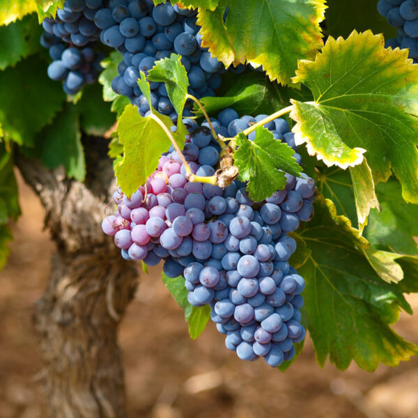 Tessinertraube (Vitis Magliasina)