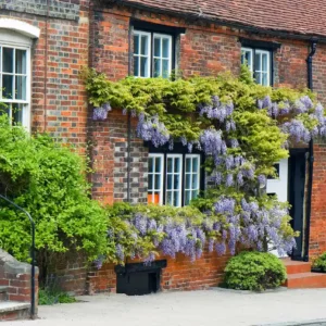 Wisteria sinensis wächst an einer Hauswand