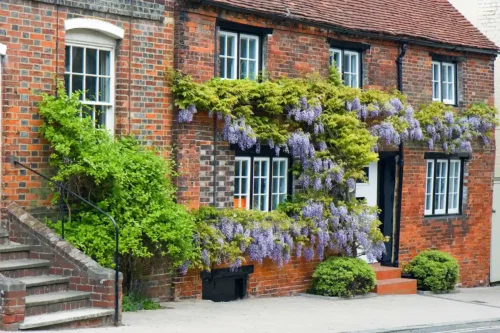 Wisteria sinensis wächst an einer Hauswand