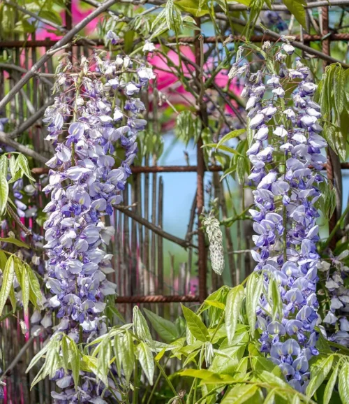 Blühende Wisteria sinensis mit einem rosten Rankgitter.
