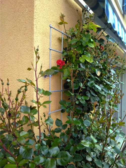Verzinktes Rankgitter mit einer Kletterrose.