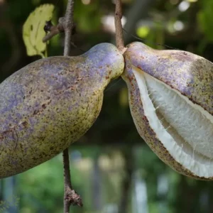 Zwei Früchte der Akebia quinata