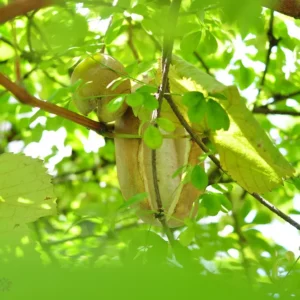 Frucht der Akebia hängt am Baum, Schokoladenwein
