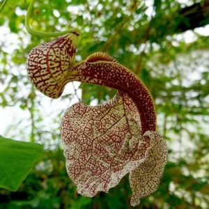 Rote einzelne Blüte der Aristolochia