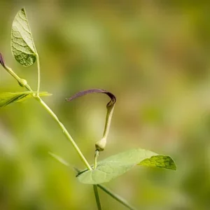Junge Blüte der Aristolochia
