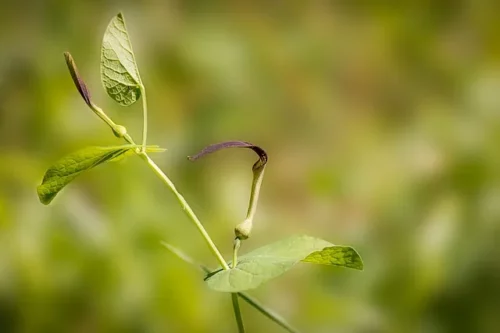 Junge Blüte der Aristolochia