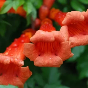 Campsis x tagliabuana mit orangen Blüten