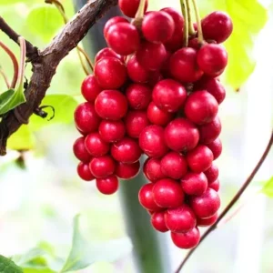 Früchte der Chinabeeren-Pflanzen hängen am Baum