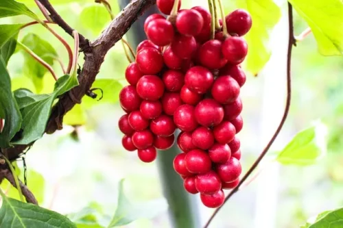 Früchte der Chinabeeren-Pflanzen hängen am Baum