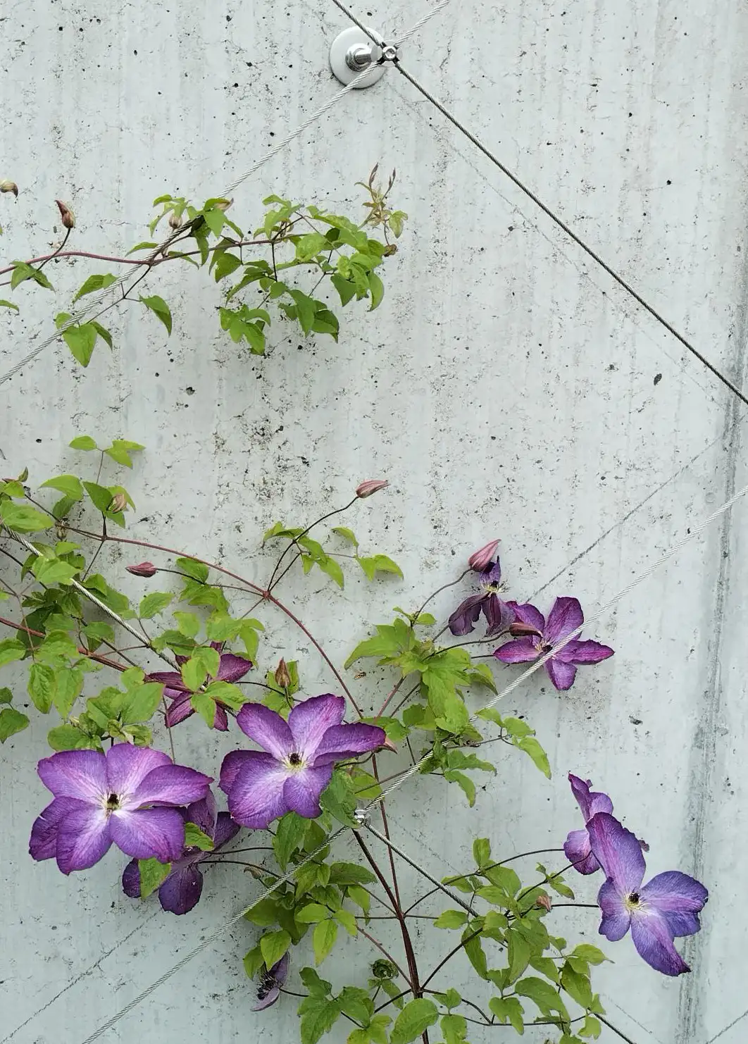Home Violette Clematis wächst an Betonmauer hoch mithilfe von Stahlseilen