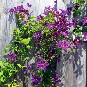 Violette Clematis Etoile wächst einer Holzwand