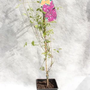 Clematis etoile im Pflanzgefäss