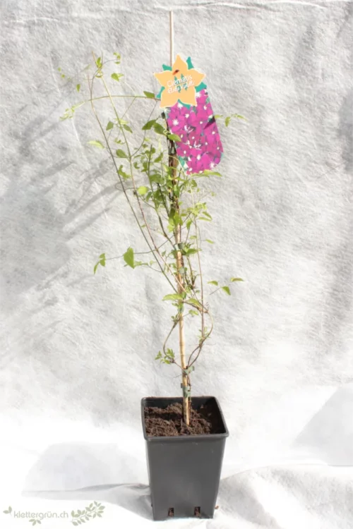 Clematis etoile im Pflanzgefäss