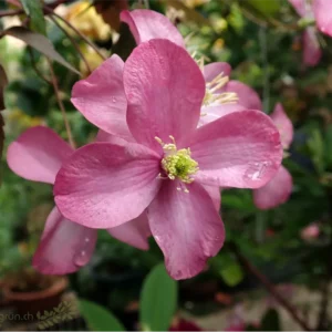 Blüte der Clematis montana freda