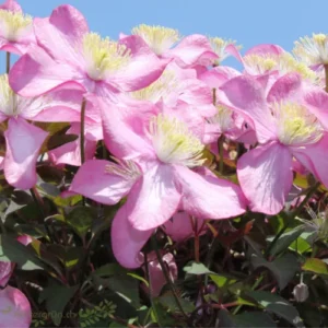 Berg-Waldrebe, Clematis montana freda mit rosa Blüten