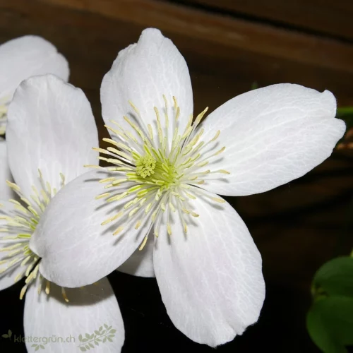 Clematis montana gradiflora mit weisser Blüte