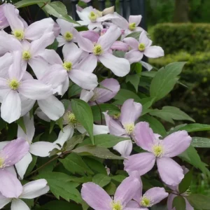 Blüten der Clematis montana rubens