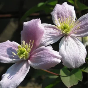 Blüte der Clematis montana rubens