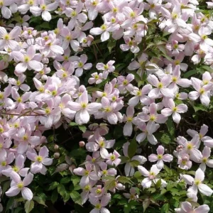 Clematis montana mit vielen rosa Blüten
