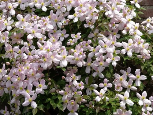 Clematis montana mit vielen rosa Blüten