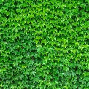 Dreispitzige Jungfernrebe begrünt die Wand