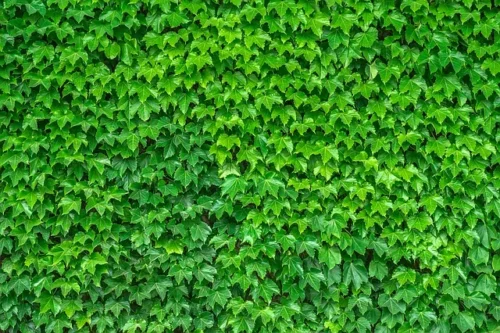 Dreispitzige Jungfernrebe begrünt die Wand