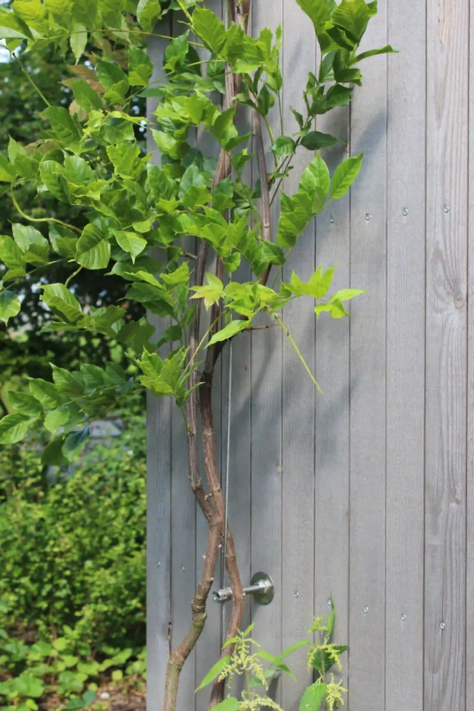 An Holzwand waechst eine Kletterpflanze hoch