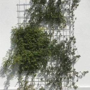 Verzinktes Rankgitter 120cm breite, bewachsen mit einer Lonicera und Kletterrose