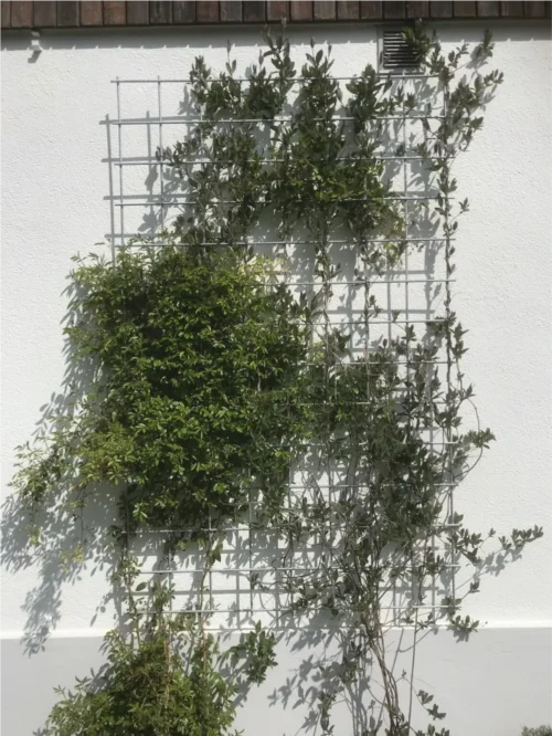 Verzinktes Rankgitter 120cm breite, bewachsen mit einer Lonicera und Kletterrose