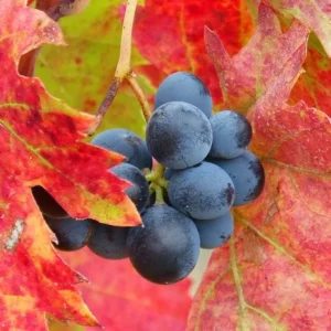 Trauben der Hausrebe, rote Herbstblätter