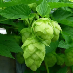 Blüten der Hopfen-Pflanze, Humulus