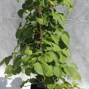 Hydrangea anomala petiolaris im Pflanztopf