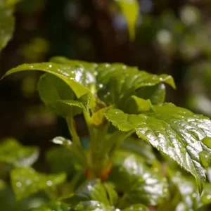 Blätter der Hydrangea anomala petiolaris