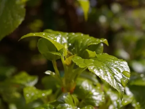 Blätter der Hydrangea anomala petiolaris