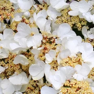 Blüten der Hydrangea anomala petiolaris