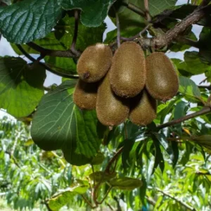 Mehrere Kiwi-Früchte hängen am Baum