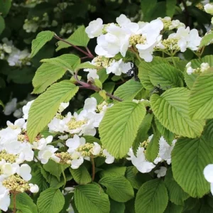 Blüten der Kletterhortensie